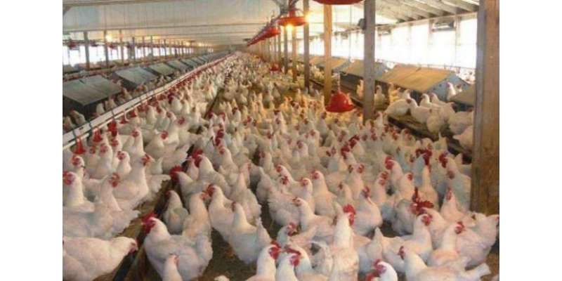 محکمہ لائیو سٹاک نے پہلے سے ذبح مرغی کے گوشت کی فروخت پر پابندی لگا ..