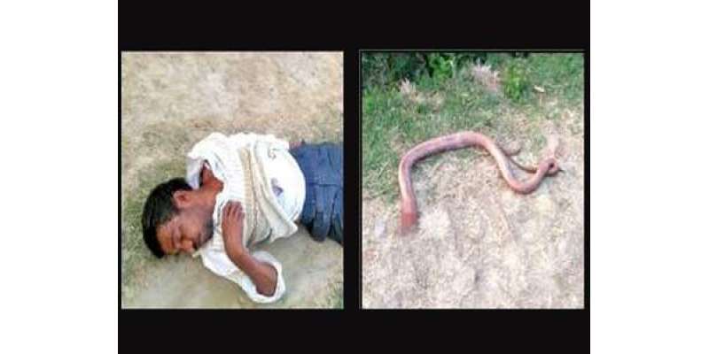 بھارتی شخص نے زہریلے سانپ کو کاٹ لیا ، سانپ نے مجھے کاٹا میں نے بدلہ ..