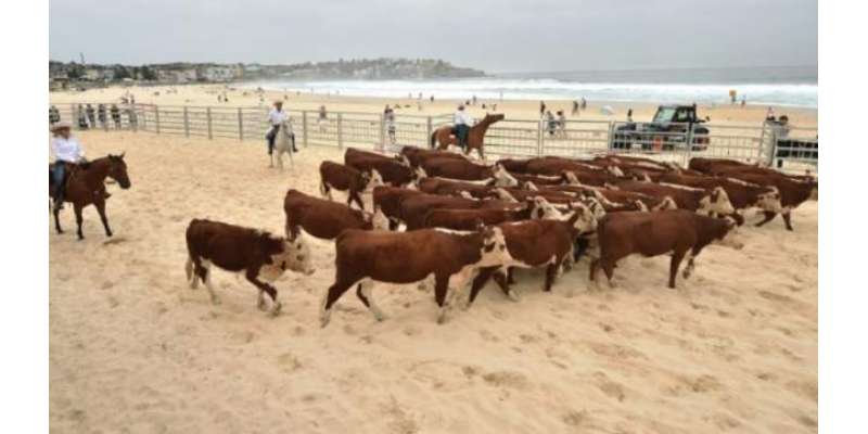 آسٹریلیامیں انوکھے مقصد کے تحت ساحل پر گائیوں کا دھاوا،ہلچل مچادی