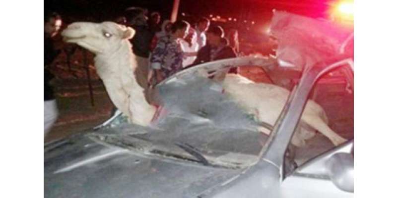 سعودی عرب ، گاڑی اور اونٹوں کے درمیان حادثہ