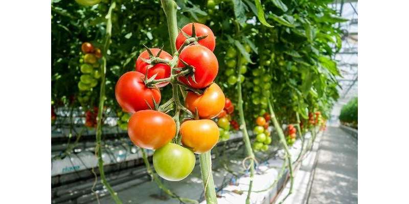 ٹماٹر کے پودے کو بہترین نشوونما کیلئے 14 سی30ڈگری سینٹی گریڈ درجہ حرارت ..