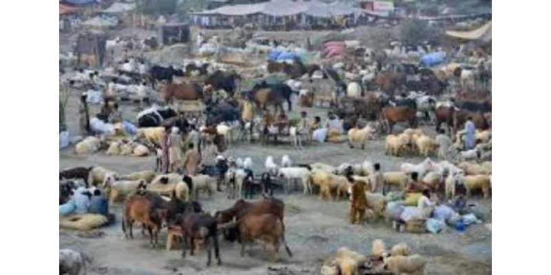 پشاور میں قربانی کیلئے مویشی منڈیوں میں رش بڑھ گیا‘