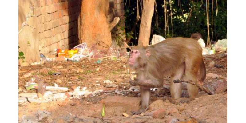 بھارتی ریاست گجرات کے گائوں پر بندروں کاحملہ،