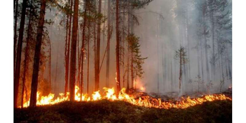 سویڈن ،جنگلات میں لگنے والی آگ پر قابو پا لیا گیا