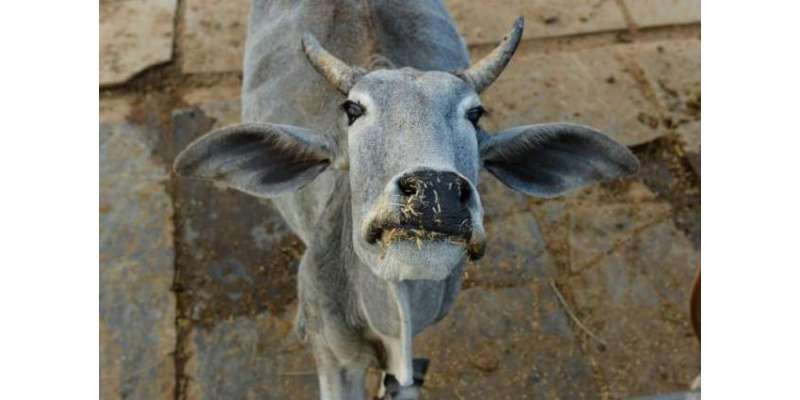 ایک گائے نے بھارتی ائیرپورٹ پر سب کو تگنی کا ناچ نچا دیا۔ کئی پروازیں ..