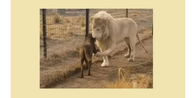 صحبت کے سامنے خصلت ہار گئی ، شیر نے بڑھ کر کتے سے دوستی کرلی