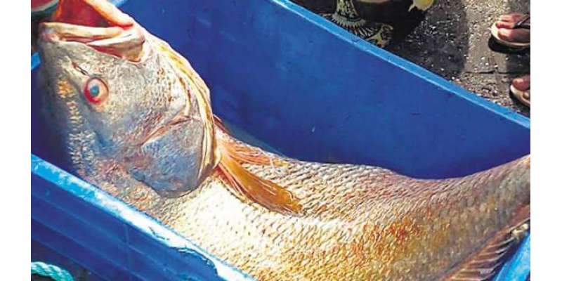 بھارت، غریب مچھیرے کی مچھلی ساڑھے 5 لاکھ روپے میں فروخت