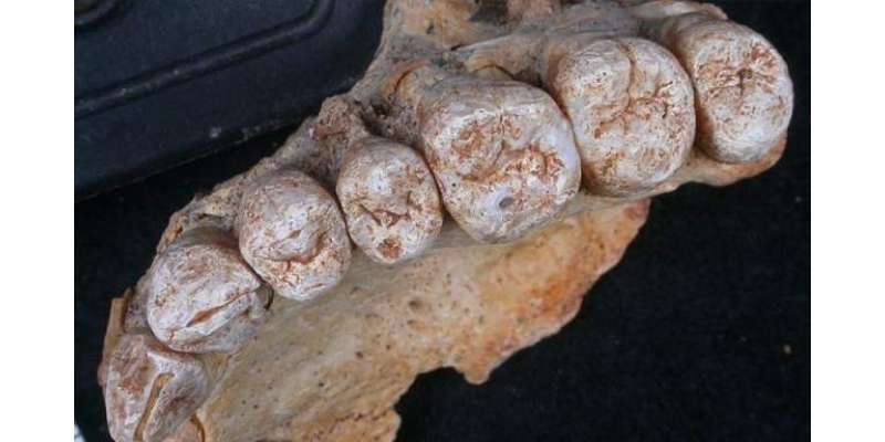 اسرائیل میں غار سے ایک لاکھ 94 سال پرانا انسانی جبڑا دریافت
