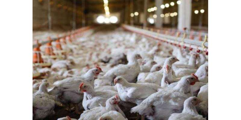 برائلر گوشت کی قیمتوں میں اضافہ جاری، 281روپے فی کلو تک جا پہنچی