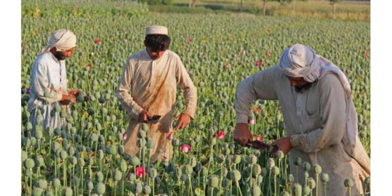 افغانستان میں رواں سال افیون کی کاشت میں کمی ہوئی،عالمی ادارہ انسدادمنشیات
