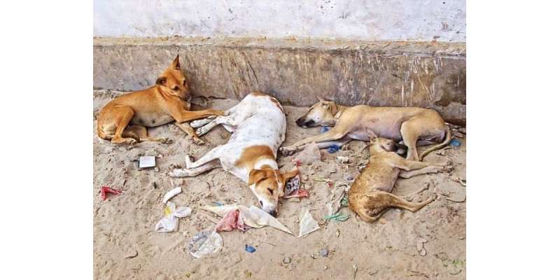 سوات،مینگورہ شہر میں کتے کے گوشت کے فروخت کا انکشاف ، پولیس نے ملزم ..