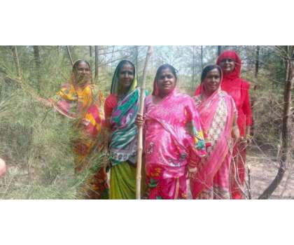 چوکس خواتین کا یہ گروپ 20 سالوں سے بھارتی جنگل کی حفاظت کر رہا ہے