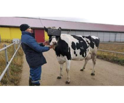 روسی گایوں کو وی آر ہیڈ سیٹس پہنا کر اُن  کا ذہنی دباؤ کو کم اور دودھ ..
