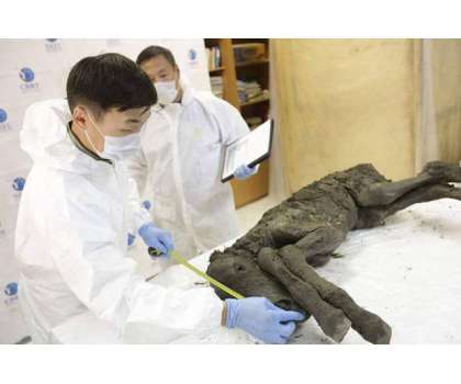 سائنسدانوں نے سائیبریا میں 42 ہزار سال سے محفوظ گھوڑے کے بچھڑے کی لاش ..