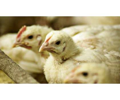 برائلر گوشت اورفارمی انڈوں کی قیمت میں کمی
