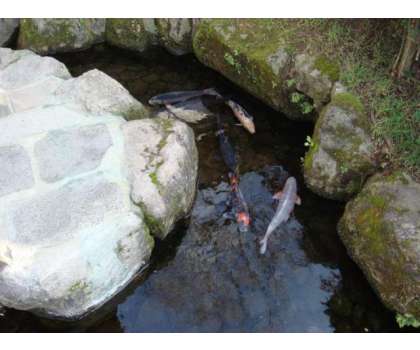 جاپان کا ایسا شہر  جہاں نکاس کی نالیوں میں خوبصورت مچھلیاں تیرتی ہیں