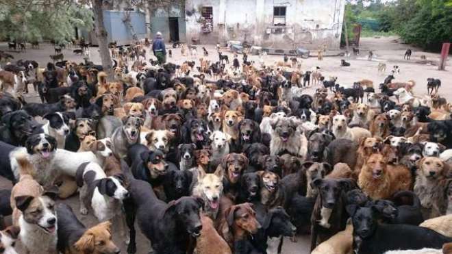یہ رحم دل شخص  750 سے زیادہ کتوں کی دیکھ بھال کرتا ہے