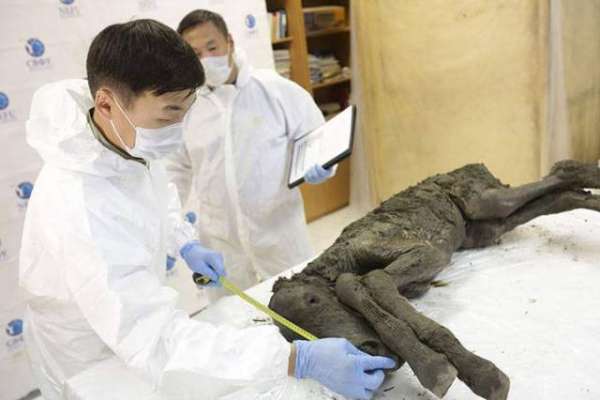 سائنسدانوں نے سائیبریا میں 42 ہزار سال سے محفوظ گھوڑے کے بچھڑے کی لاش ..