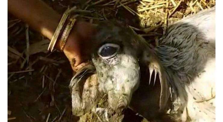ایک آنکھ اور بغیر ناک کے پیدا ہونے والی گائے  اوتار  بن گئی، پوجا ہونے لگی