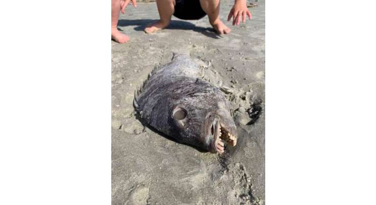 ایک ماں کو ساحل سمندر سے انسانوں کے جیسے دانتوں والی انوکھی مچھلی مل گئی