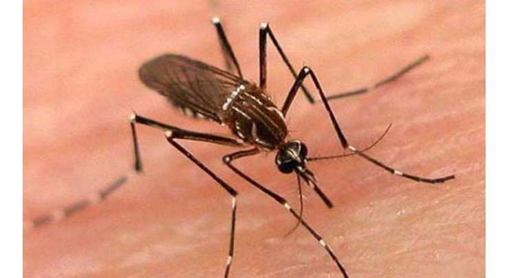 موسم کی تبدیلی کے ساتھ ہی مچھروں کی افزائش نسل میں بھی اضافہ ، گندگی کے ڈھیروں کے باعث ڈینگی کے علاوہ ملیریا پھیلنے کا بھی خدشہ