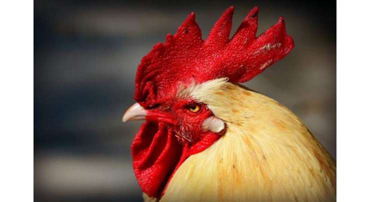 مرغ کی وجہ سے ہمسایوں کے درمیان قانونی جنگ چھڑ گئی