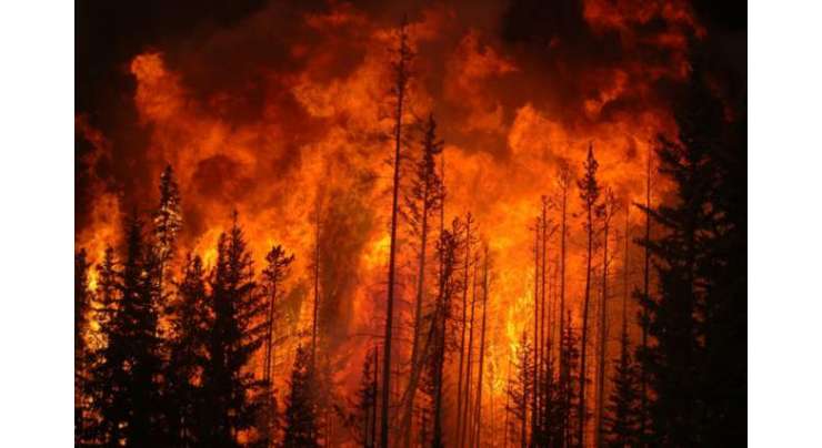 ملکہ کوہسار مری کے جنگلات میں خوفناک آگ بھڑک اٹھی