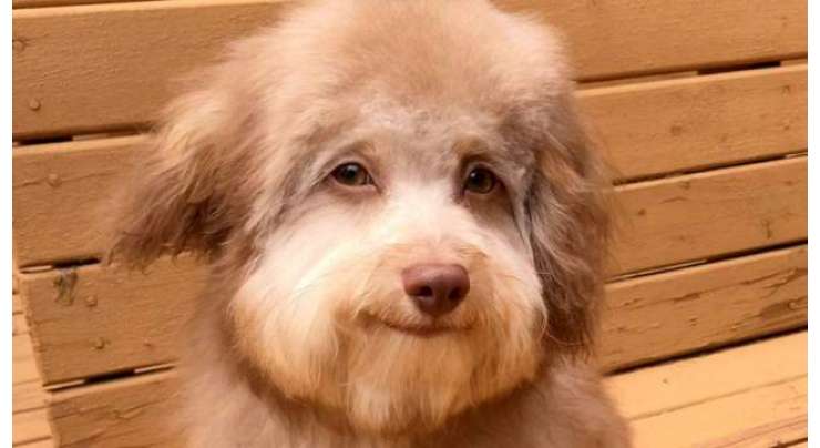 انسانوں جیسی آنکھوں اور مسکراہٹ والے   خوبصورت کتے نے انٹرنیٹ  صارفین کو حیران کر دیا