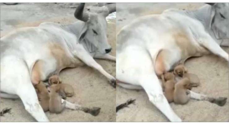 گائے کی کُتے کے ننھے یتیم بچوں کو دودھ پلانے کی ویڈیو سوشل میڈیا پر وائرل