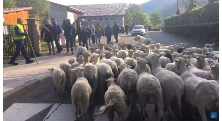 کلاس کو بند ہونے سے بچانے کےلیے سکول نے بھیڑوں کا داخلہ دےدیا