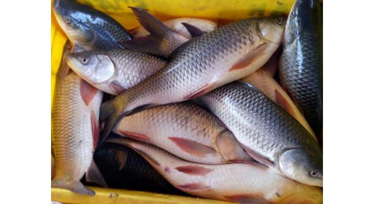 گزششتہ سال مچھلی اور اس کی مصنوعات کی برآمدات میں 4.92فیصد اضافہ