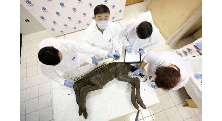 سائنسدانوں نے سائیبریا میں 42 ہزار سال سے محفوظ گھوڑے کے بچھڑے کی لاش سے خون اور پیشاب کے نمونے حاصل کر لیے