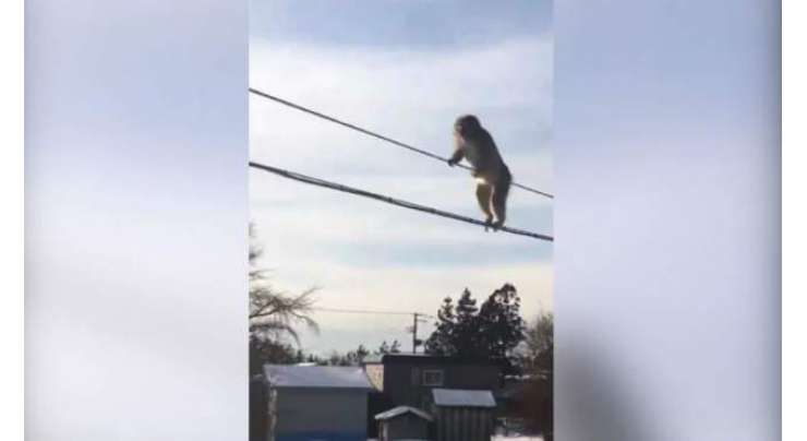 بندروں کی اونچی  تاروں پر چلنے کی ویڈیو وائرل ہوگئی