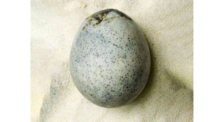ماہرین آثاریات نے  1700 قدیم رومی انڈے تلاش کر لیے لیکن حادثاتی طور پر کچھ ٹوٹ بھی گئے