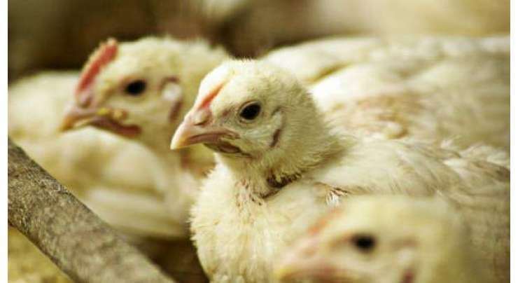 مرغی کے گوشت کی قیمت میں 10 روپے فی کلو اضافہ