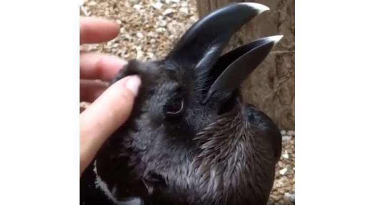 یہ خرگوش ہے یا کوئی پرندہ؟ وائرل ویڈیو نے انٹرنیٹ صارفین کو پریشان کر دیا