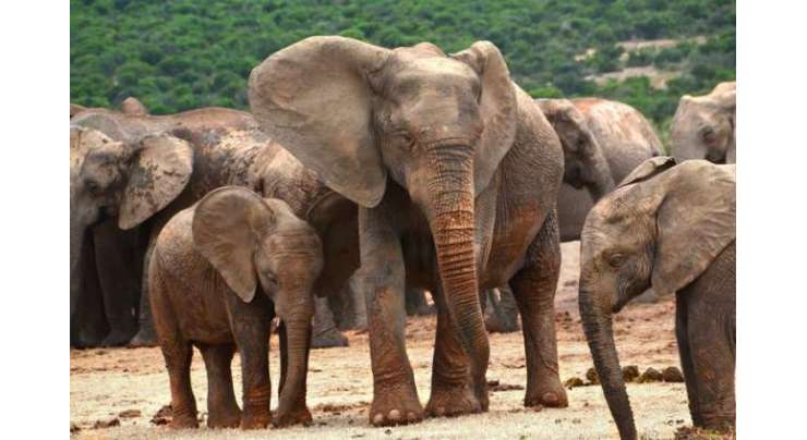 زمبابوے کے شکاری کو 5000 سےز یادہ ہاتھی قتل کرنے پر کوئی شرمندگی نہیں