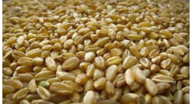 جیکب آباد میں گندم کی خریداری 5 اپریل سے شروع کی جائے گی ضلع میں 15خریداری مرکز قائم