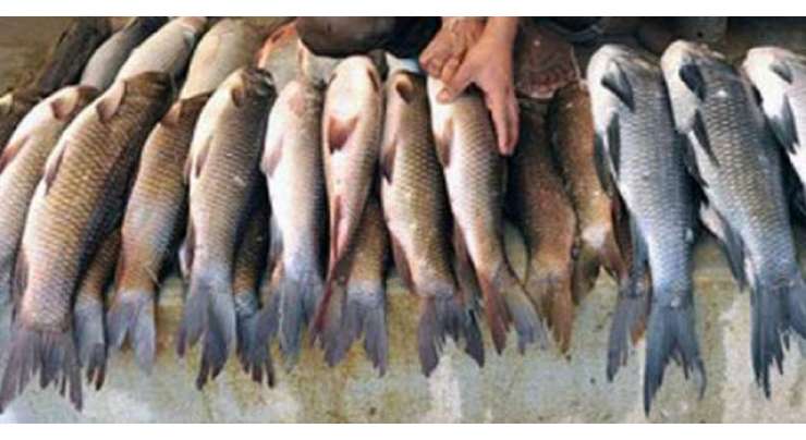 ایبٹ آباد میں بھی باسی اور مضر صحت مچھلی کی فروخت جاری