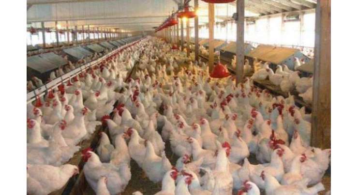 لاہور، برائیلر مرغی کے گوشت کی قیمت میں تین روپے فی کلو کمی