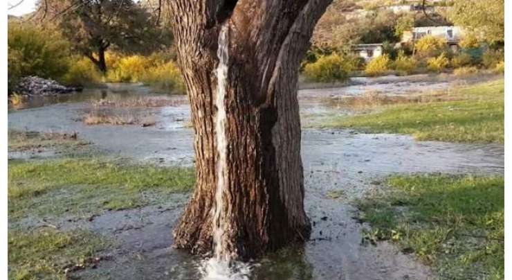 مونٹینگرو کے درخت سے آبشار کی طرح پانی گرتا ہے