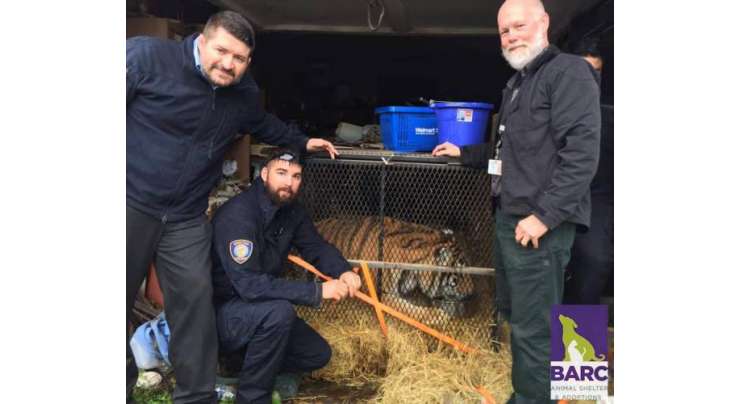 نشہ کرنے کے لیے خالی مکان  میں داخل ہونے والوں کو 1 ہزار پاونڈ وزنی زندہ  شیر مل گیا