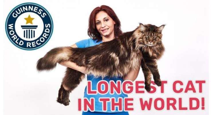 گینیز ورلڈ ریکارڈ نے اطالوی جوڑے کی بلی  کو دنیا کی سب سےلمبی بلی قرار دے دیا