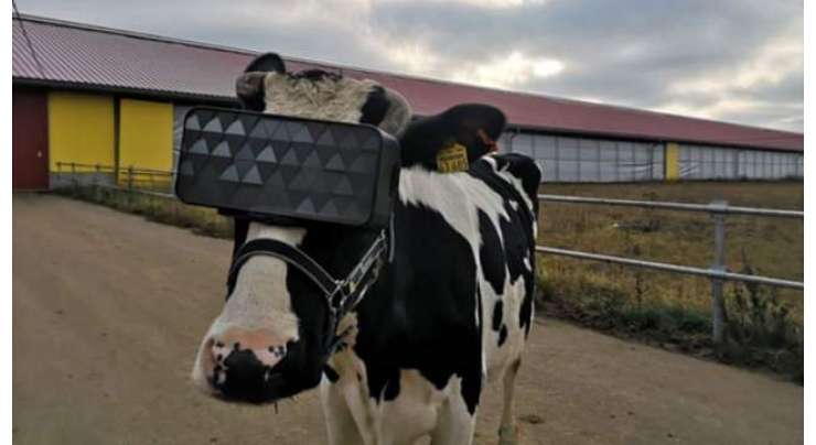 روسی گایوں کو وی آر ہیڈ سیٹس پہنا کر اُن  کا ذہنی دباؤ کو کم اور دودھ کی پیداوار  کو بڑھایا جا رہا ہے