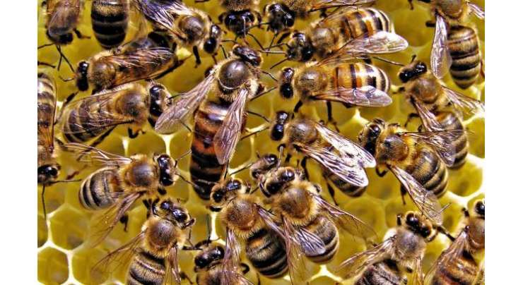 سعودی عرب میں نوجوان شہد کی مکھیوں کے کاٹنے سے جاں بحق