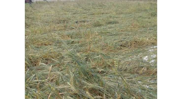 وزیراعلیٰ پنجاب کا حالیہ بارشوں سے فصلوں کو پہنچنے والے نقصانات کا تخمینہ لگانے کا حکم