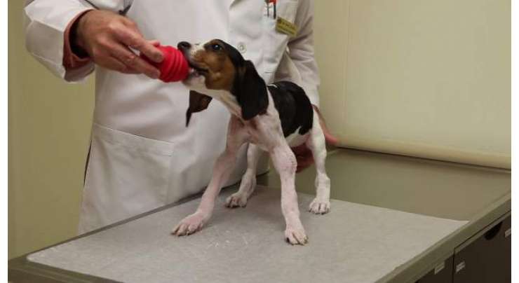 اوپر تلے  پنجوں کے ساتھ پیدا ہونے  والا کتے کا پِلا پیچیدہ آپریشن کے بعد چلنے کے قابل ہوگیا