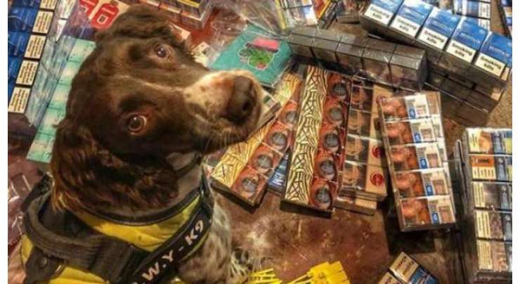 تمباکو کے سمگلروں نے کتے کے سر کی قیمت 45 لاکھ روپے مقرر کر دی