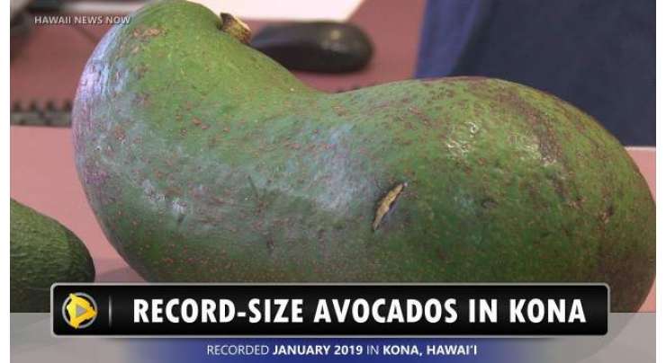 ہوائی کے کسان کے 6 پاؤنڈ وزنی مگر ناشپاتی  نے  گینیز ریکارڈ توڑ دیا