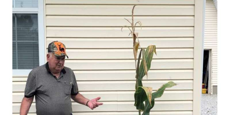 مکئی کے ایک پودے پر 28 بھٹے۔نیا عالمی ریکارڈ